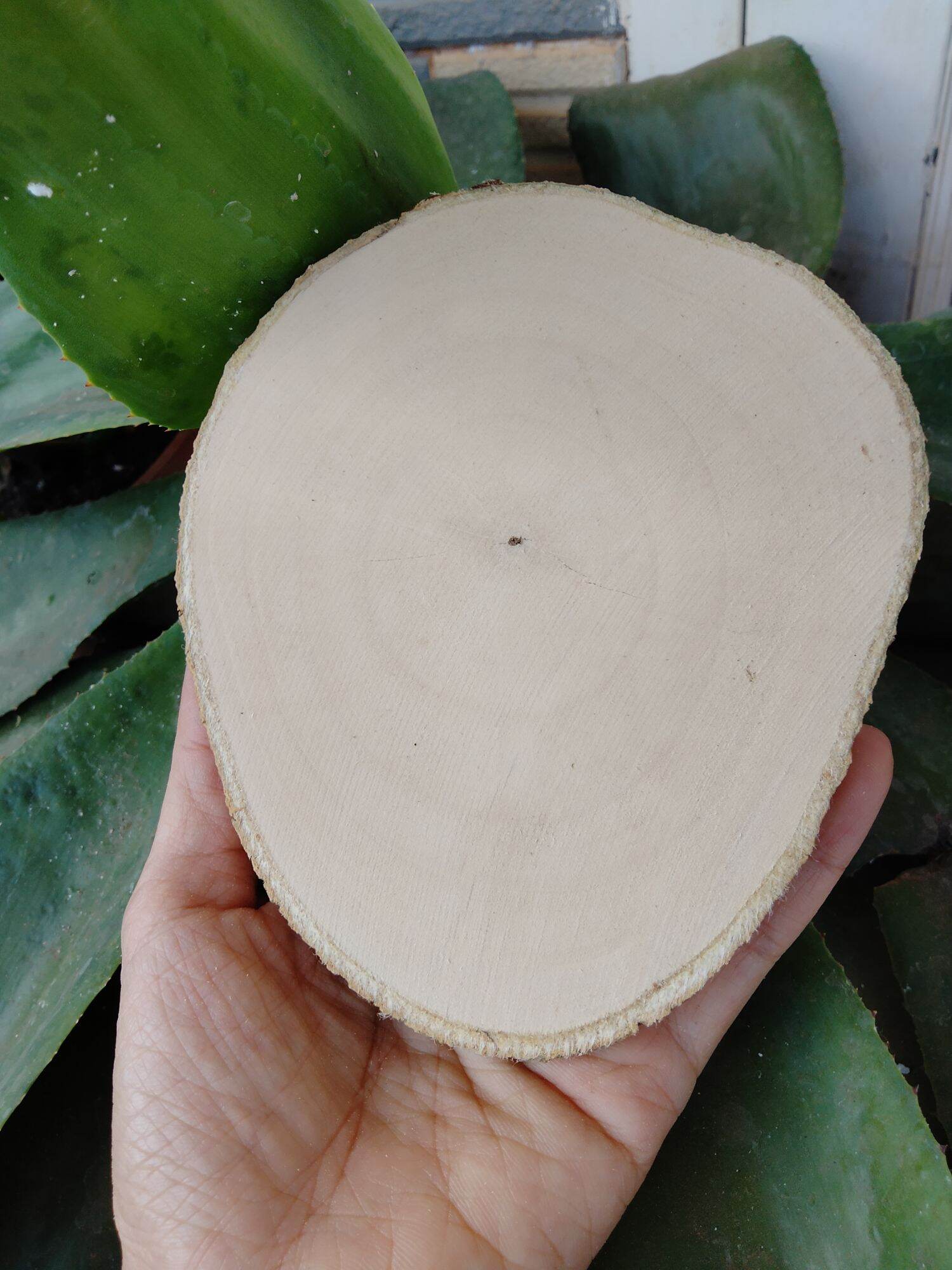 Lát gỗ trơn Decor trang trí 10-12cm.