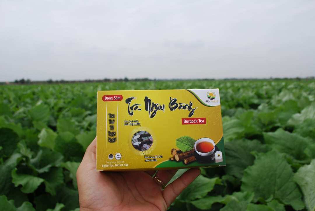 Trà ngưu bàng đông sâm, hộp 100g