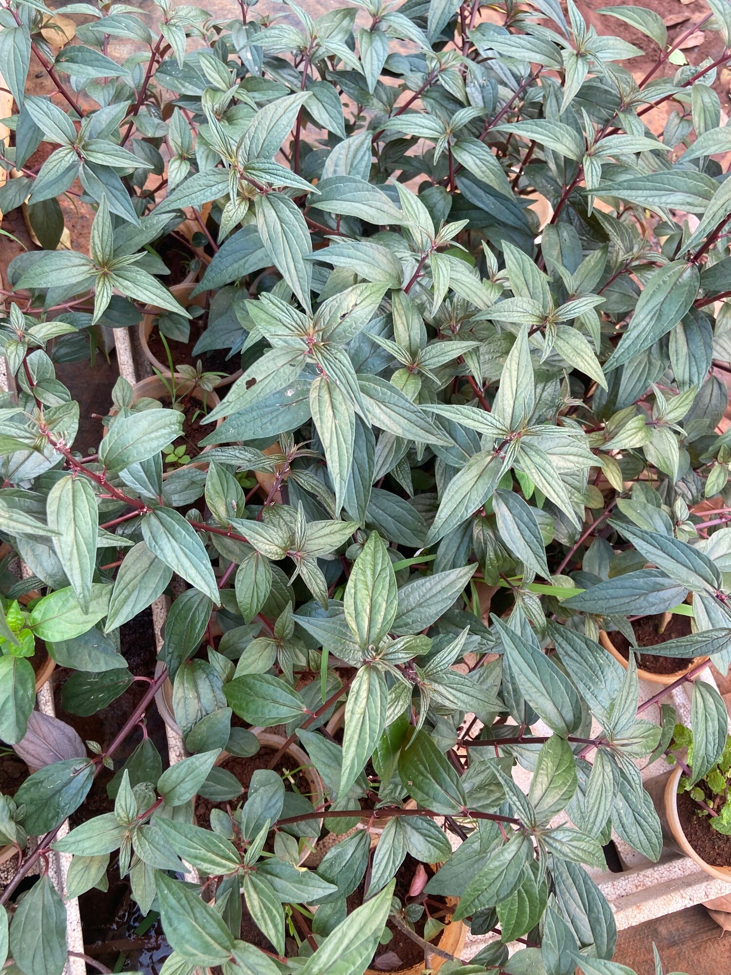 Cây cỏ dòi (cây bọ mắm)