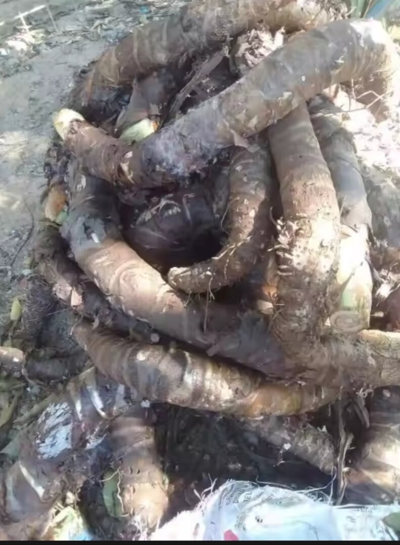 Combo 5Kg Củ Bạc Hà Núi An Giang -7 Núi