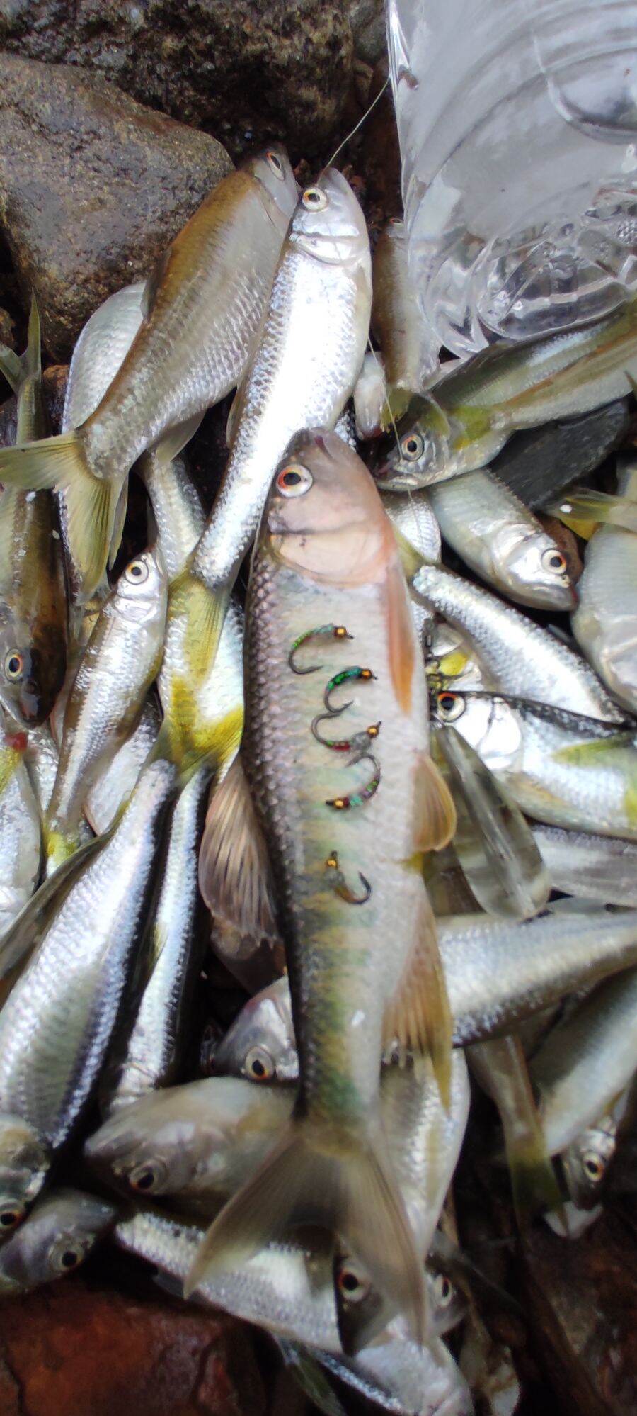 5 fly lure cá mương