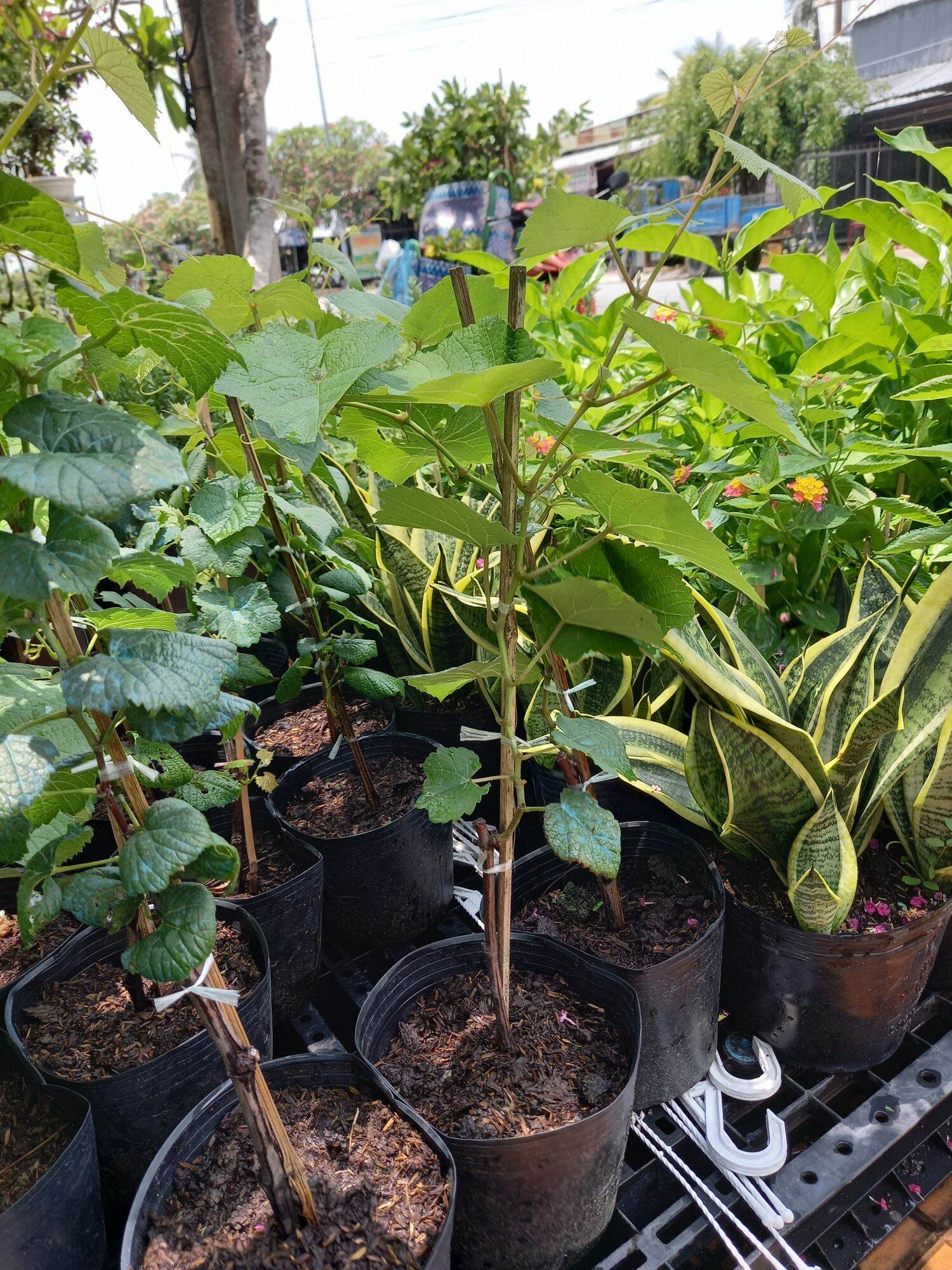 cây nho tím bình thuận