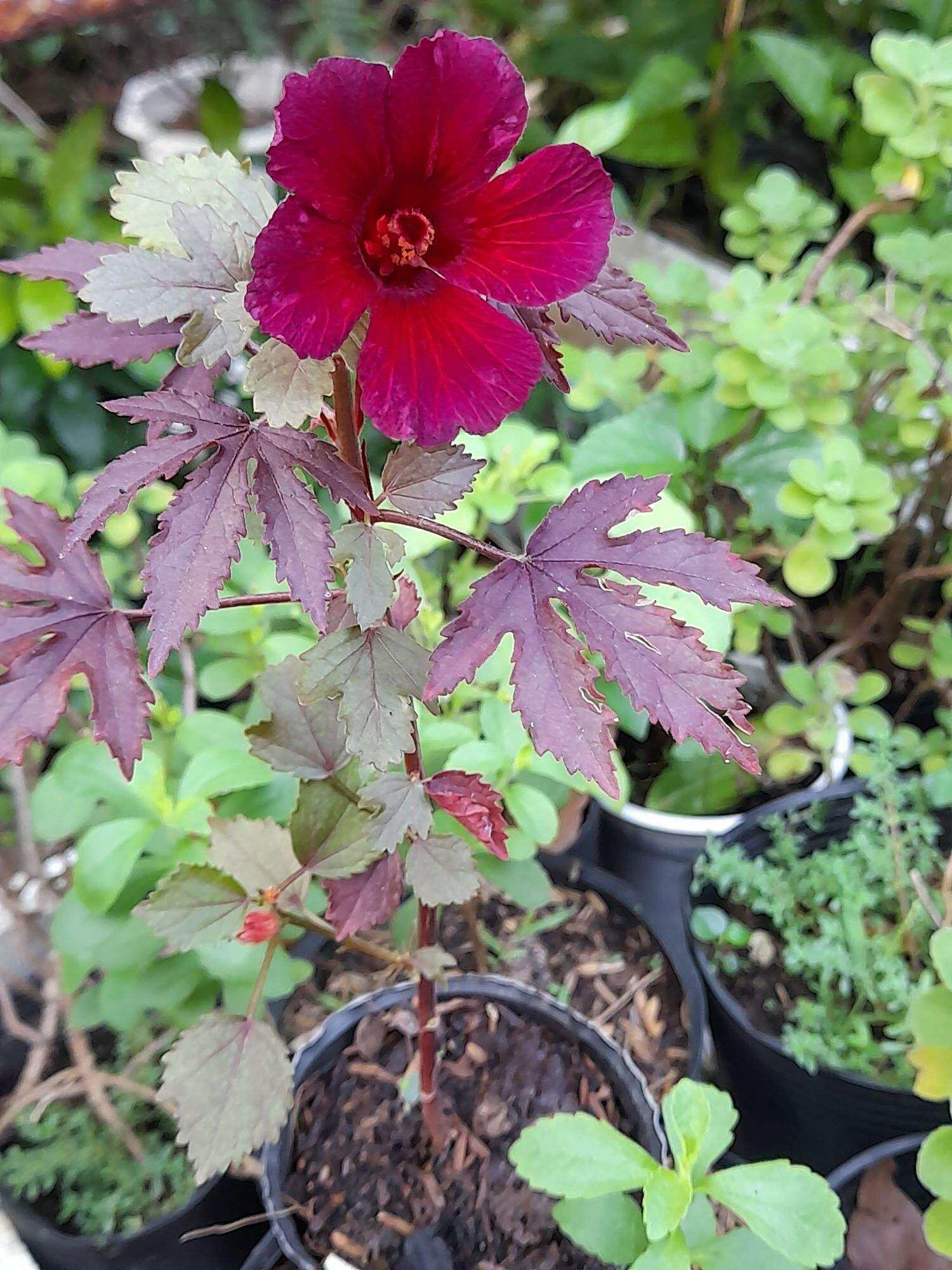 Salad Hibiscus (bụp giấm chua lá đỏ)