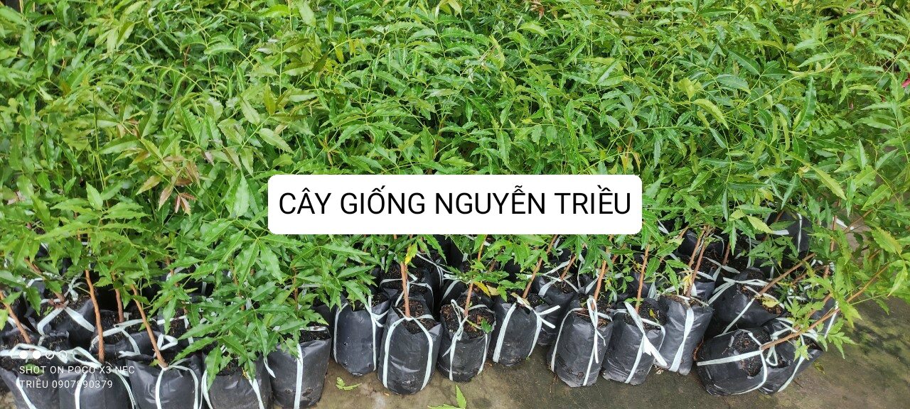 Cây giống sầu đâu cao 30-40cm