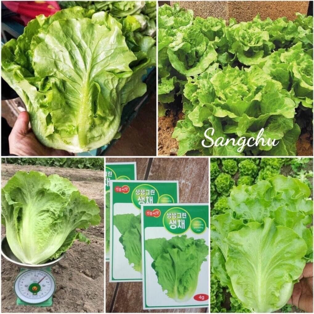 300 hạt giống xà lách sangchu tách gói