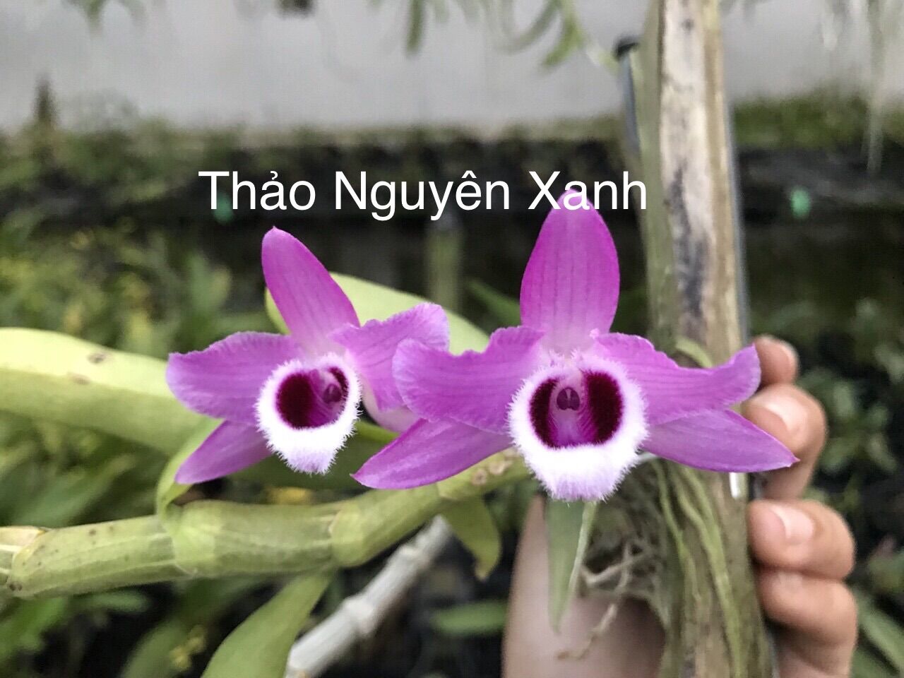 Lan trầm tím - cây xuống lá chuẩn bị mầm gốc