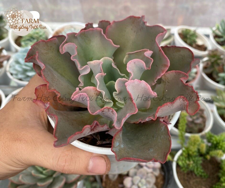 SEN ĐÁ BẮP CẢI LILAC (ĐÀ LẠT) 9-12CM LỖI1ĐỔI1