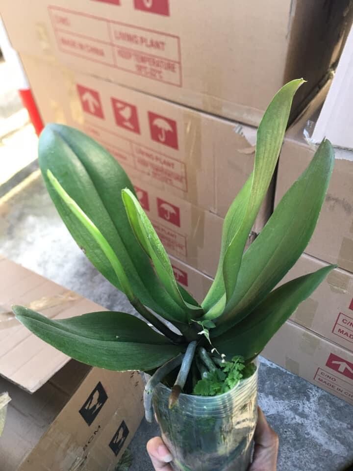 COMBO 5 cây hoa lan hồ điệp ,hoa đại đủ màu