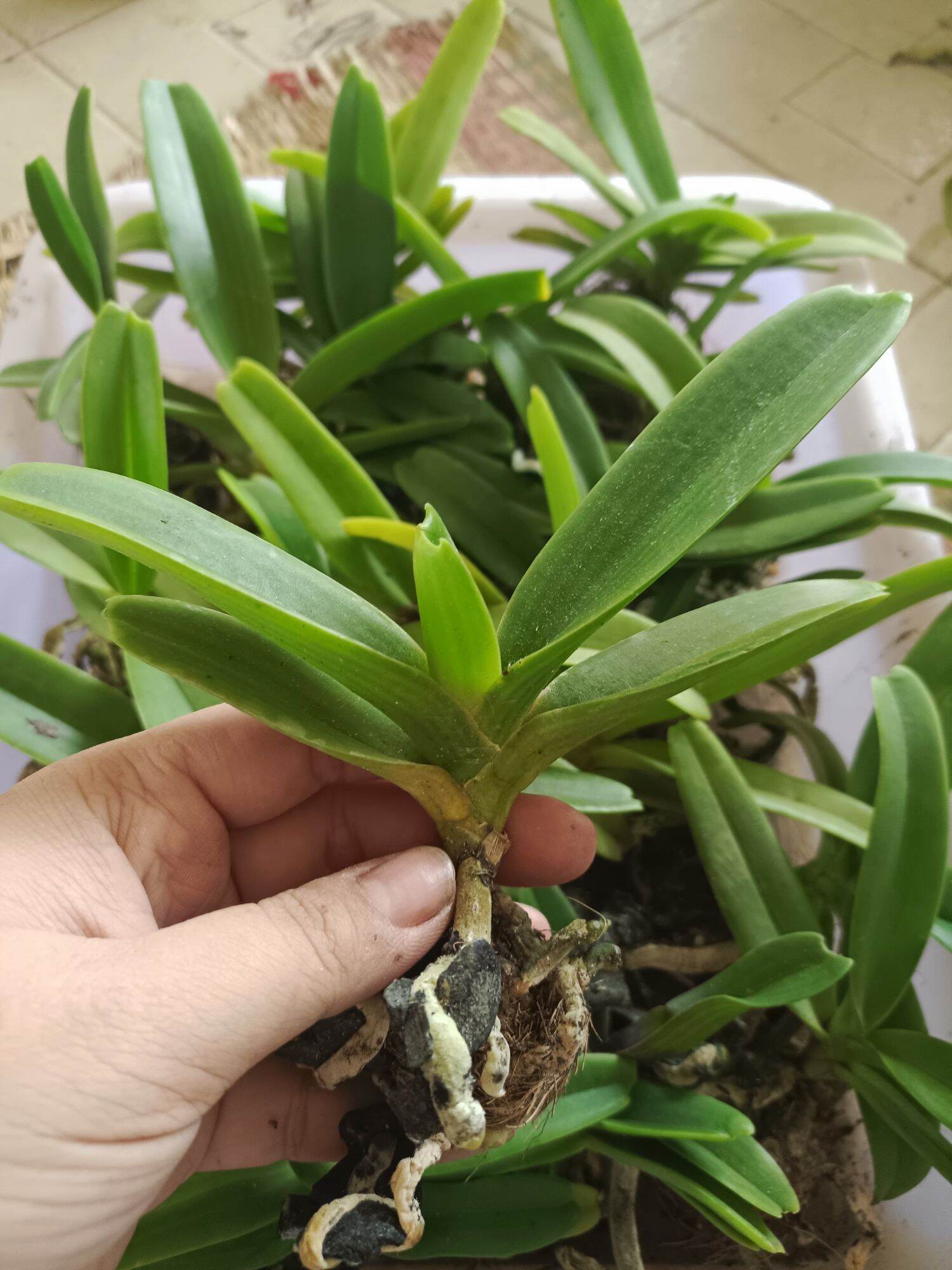 Cây giống lan Ngọc Điểm 2 cây