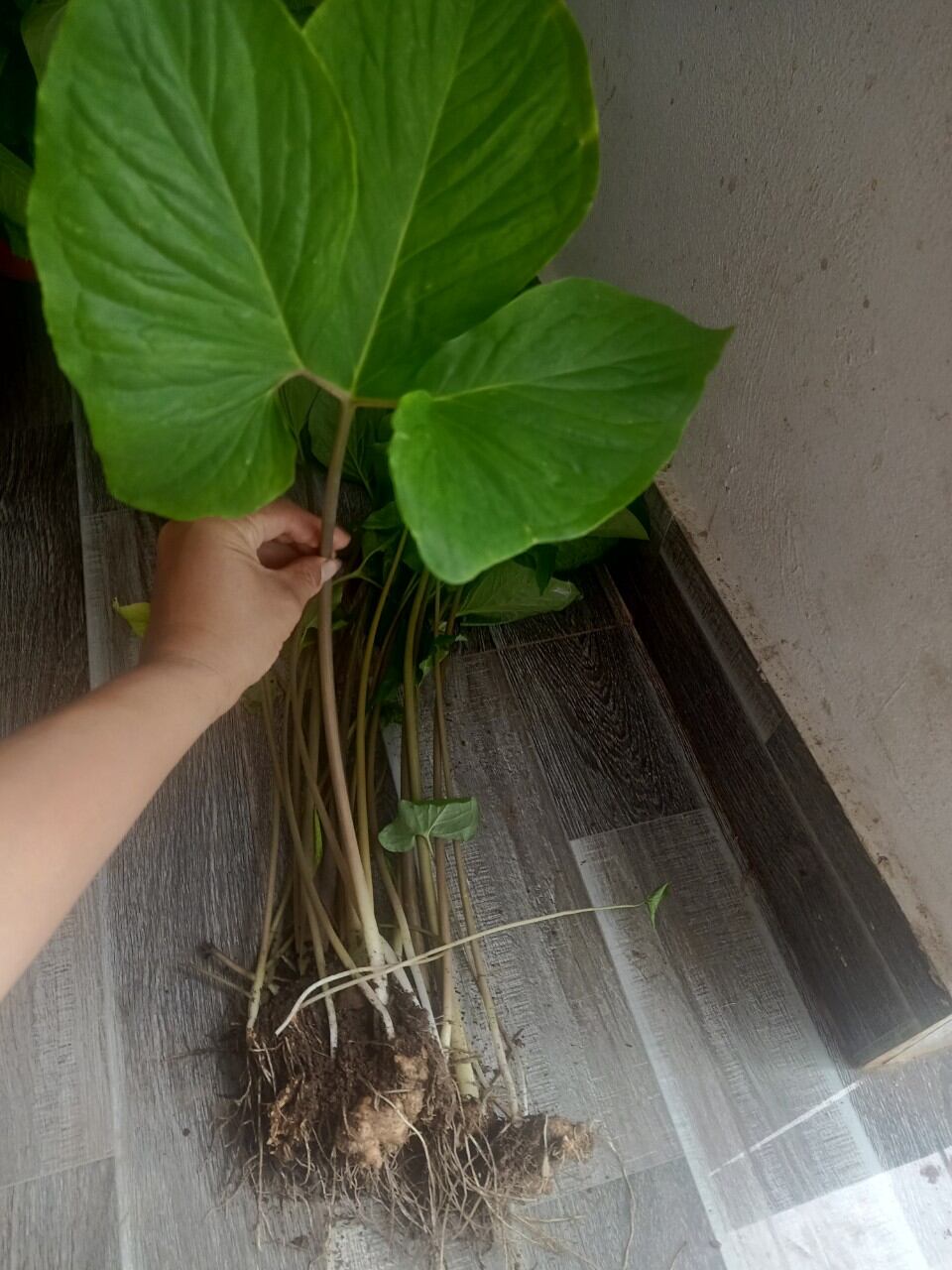combo 5 cây bán hạ ,cây chóc,cây ba chìa giống.