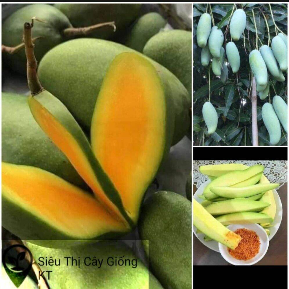 Cây giống xoài thái da xanh hạt lép , trái to,thịt rất giòn ngọt không xơ. cây đẹp,rễ khỏe cao từ 50cm