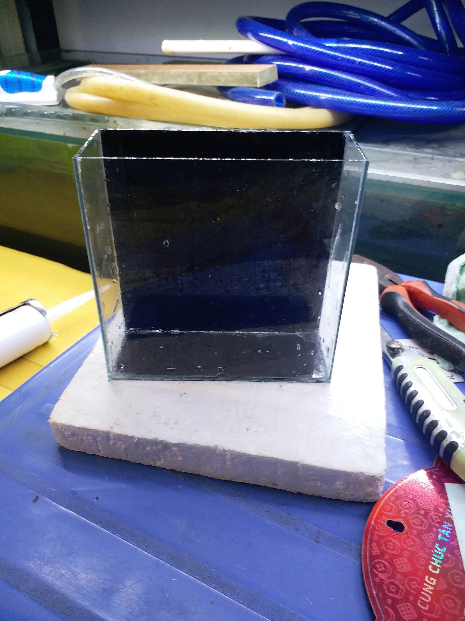 Hồ Show Betta và Guppy