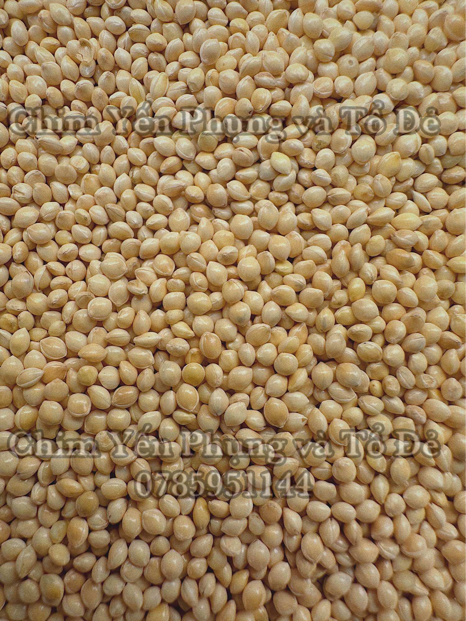 1kg hạt kê trắng - thức ăn: Chim Cảnh • Sóc • Hamster..