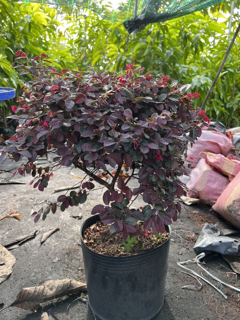 Cây hồng phụng c11