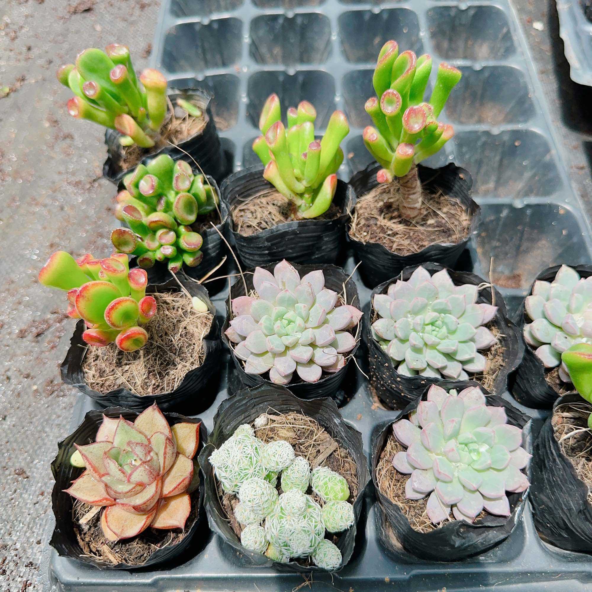 Sen đá ống điếu size bầu 3-5 cm