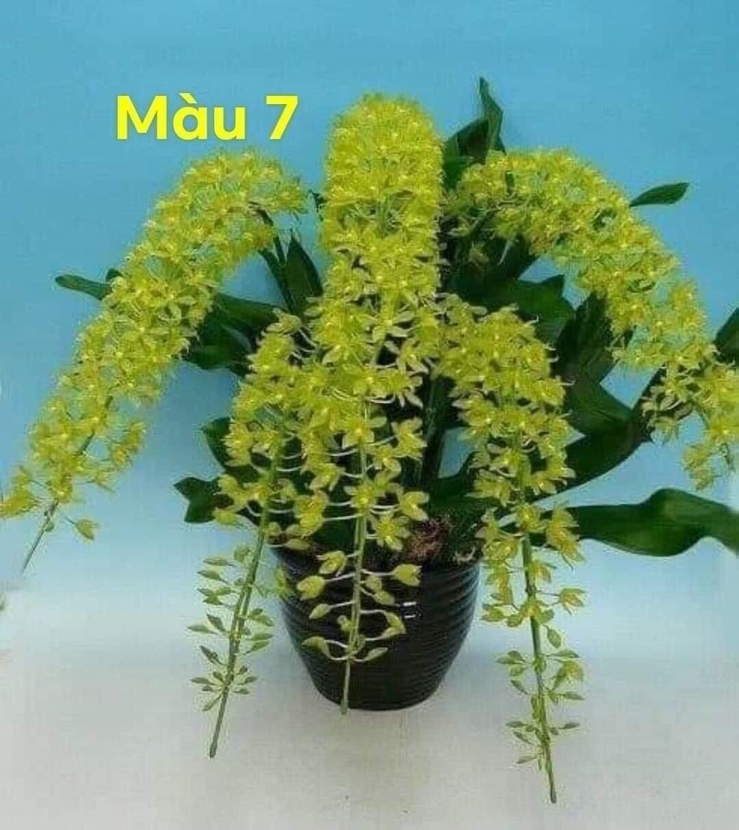 Hoa lan vũ nữ hàm cá mập