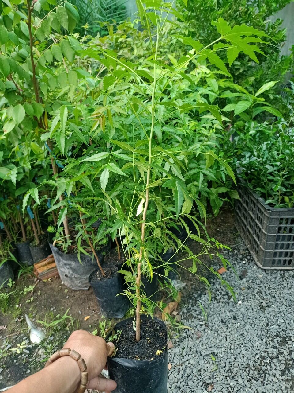 Cây Sầu Đâu