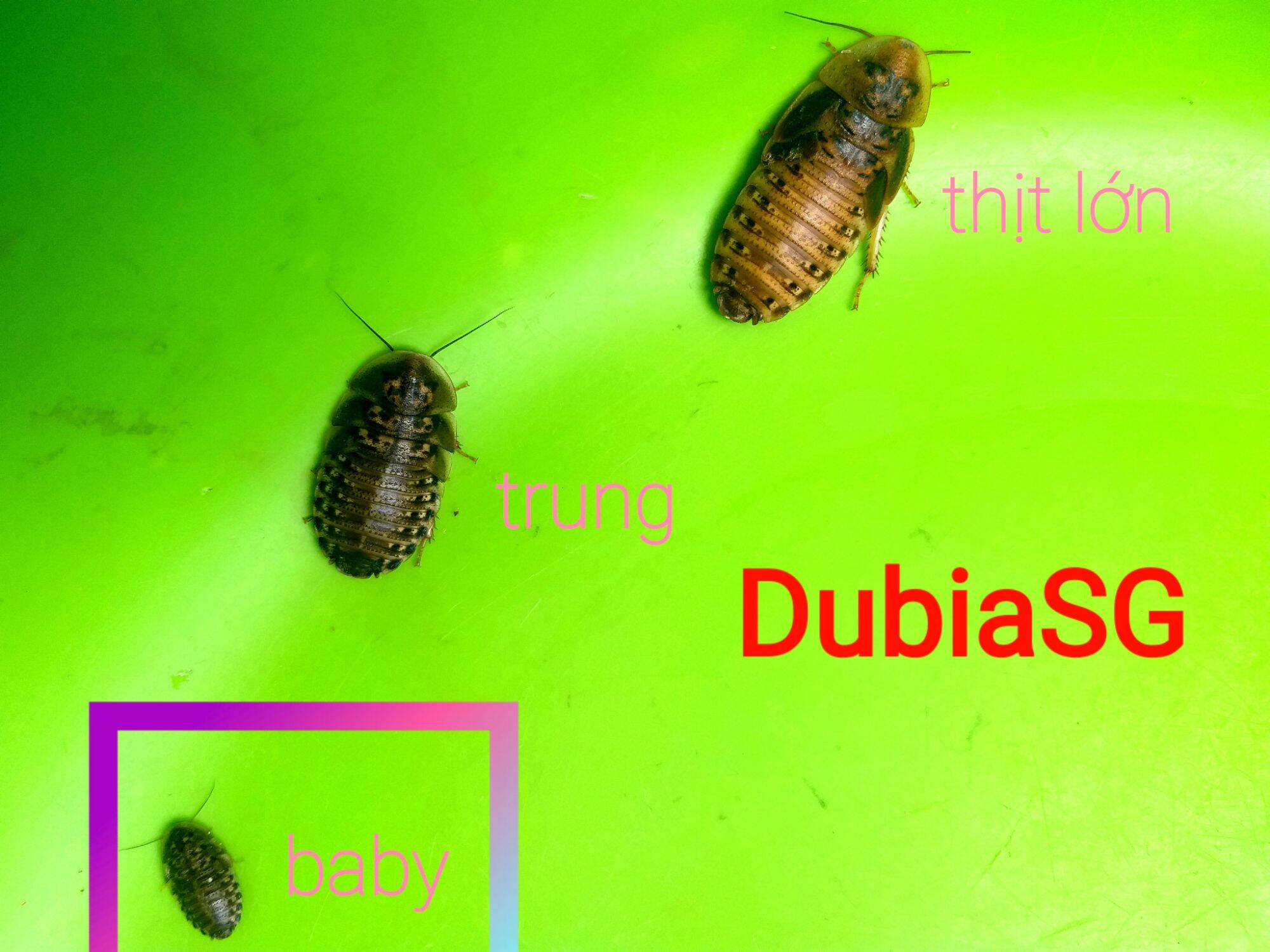 Hộp 200 con gián Dubia size baby 0,8-1,5cm. Quý khách nhớ thu thập Freeship Max để được giảm ship.