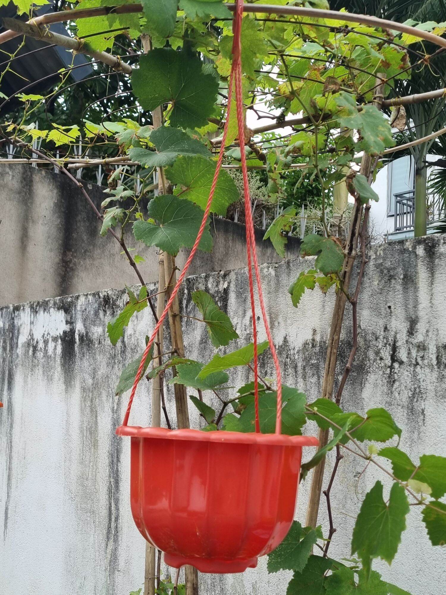 Chậu bí treo size 22cm