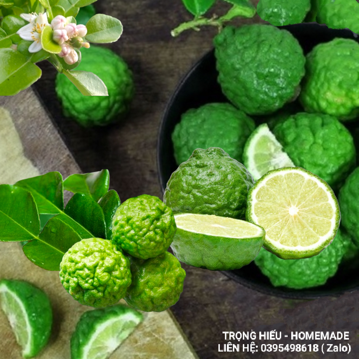 Trái Chúc ( Chanh Thái) - An Giang - Hộp 1kg