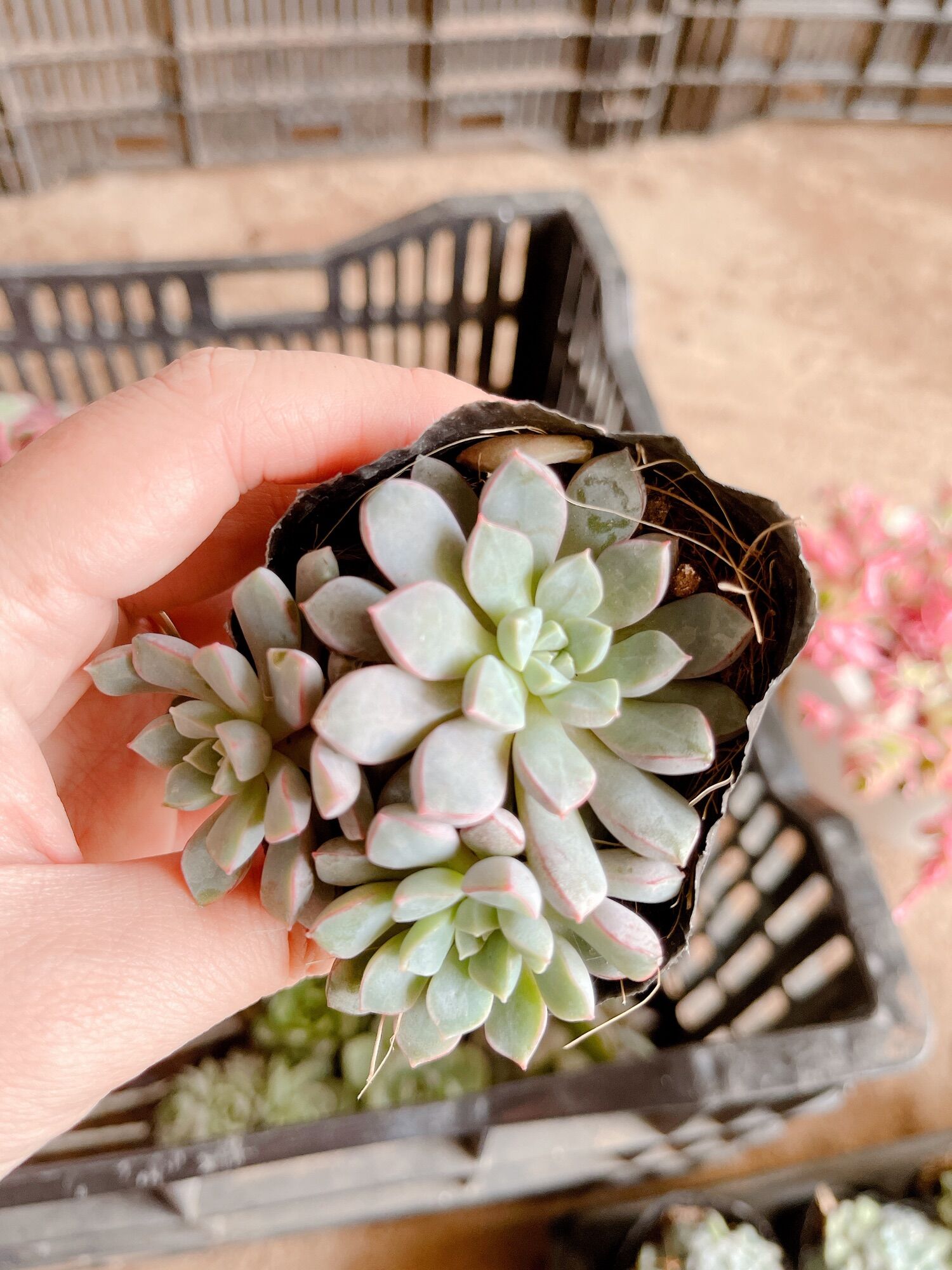 Sen đá sim tím size bầu 3-5 cm xuất vườn đà lạt