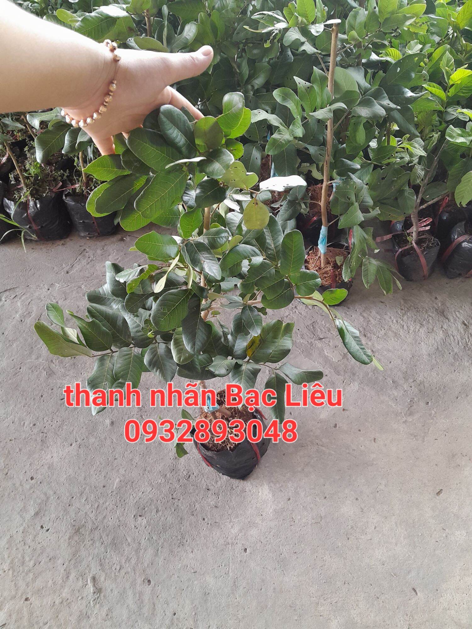 Cây giống thanh nhãn bạc liêu 70cm den 1m2