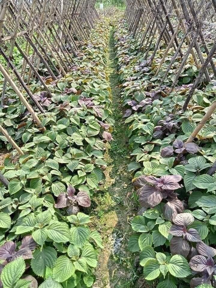 BỘT TÍA TÔ SẤY LẠNH