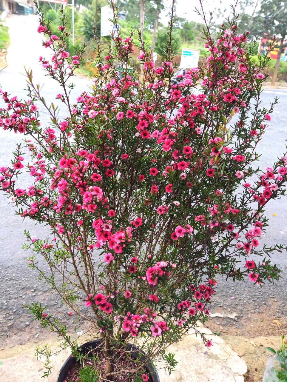 Cây tùng tuyết mai (nhất chi mai, hoa thanh liễu, bạch tuyết mai) - cao 40-60cm