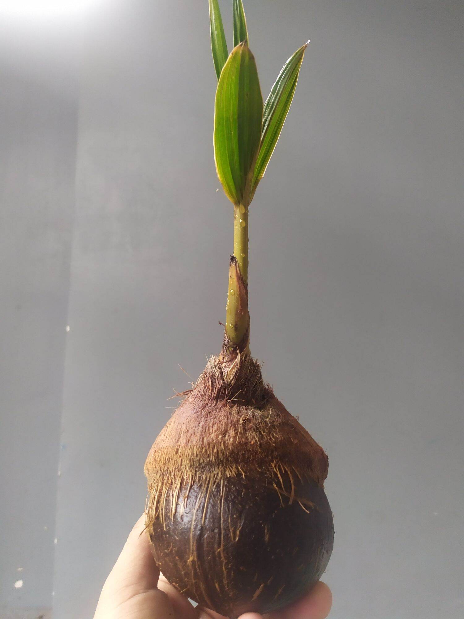 Phôi Dừa Bonsai mini - Đã đánh bóng gáo và lên lá