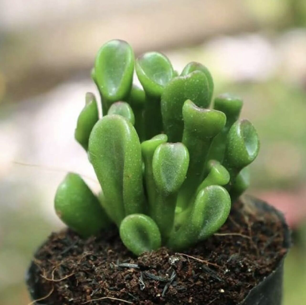 Sen đá ống điếu size bầu