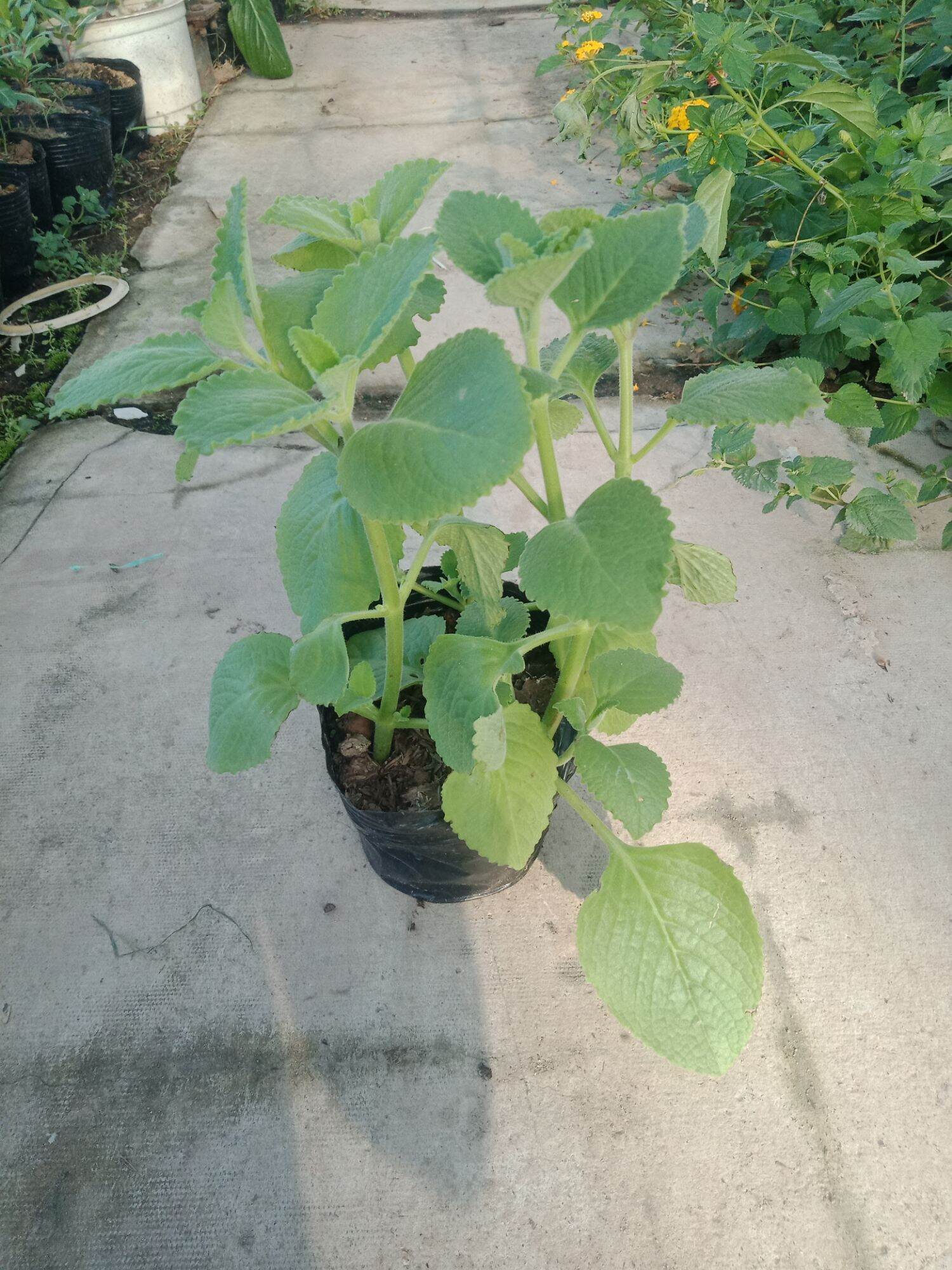 cây húng chanh bầu 3 cây
