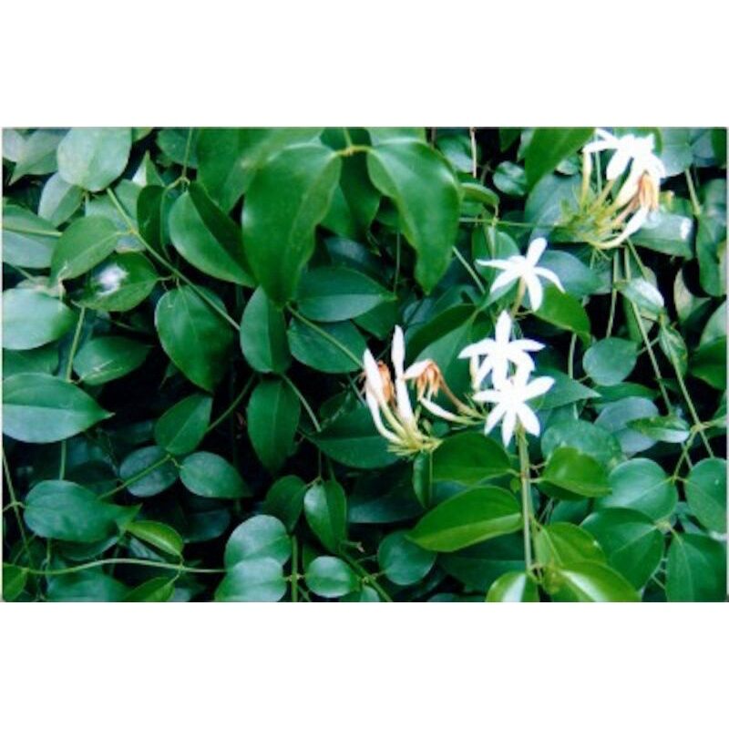 Cây giống chè vằng