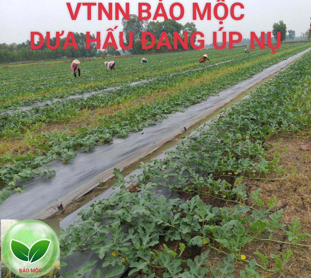 Siêu ra đọt - mập đọt - lá xanh - mướt lá - to lá