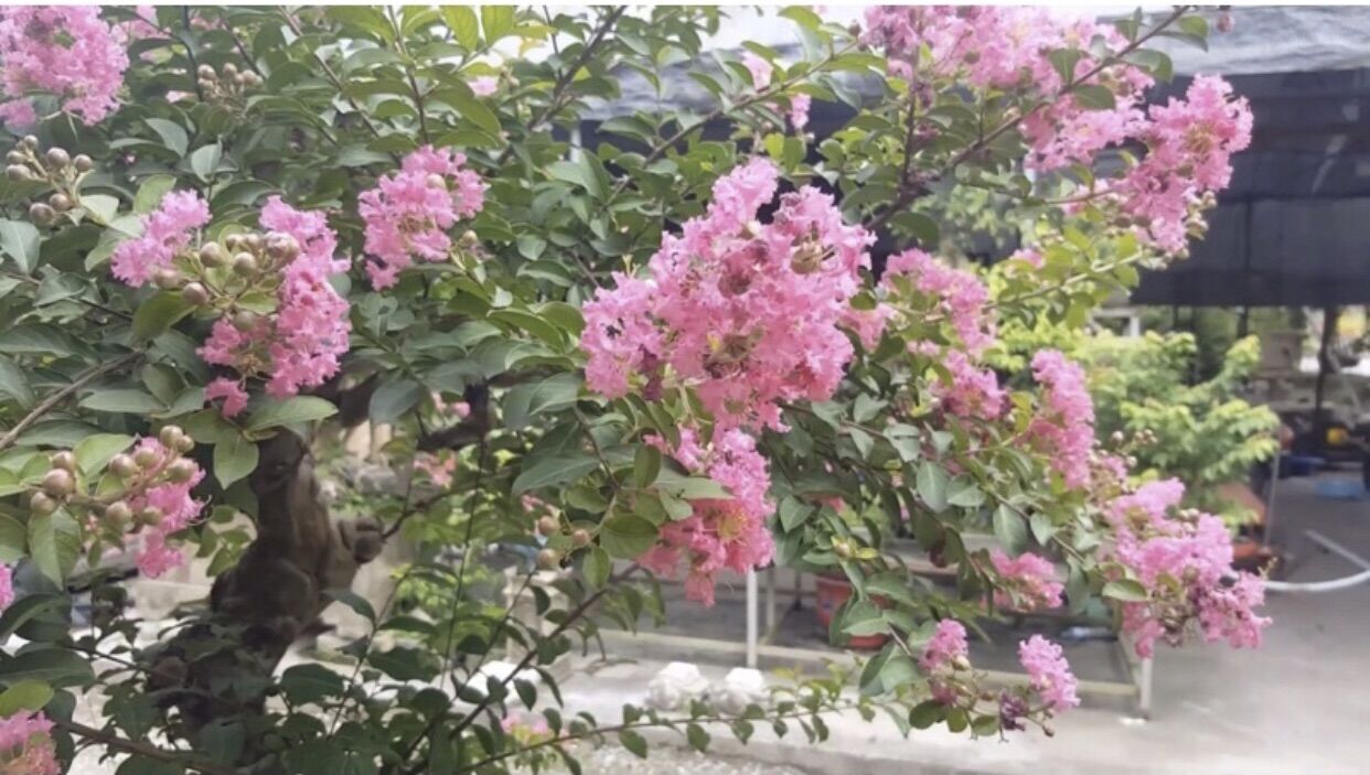giống hoa tường vy hồng