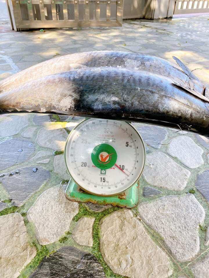 cá ngừ nướng