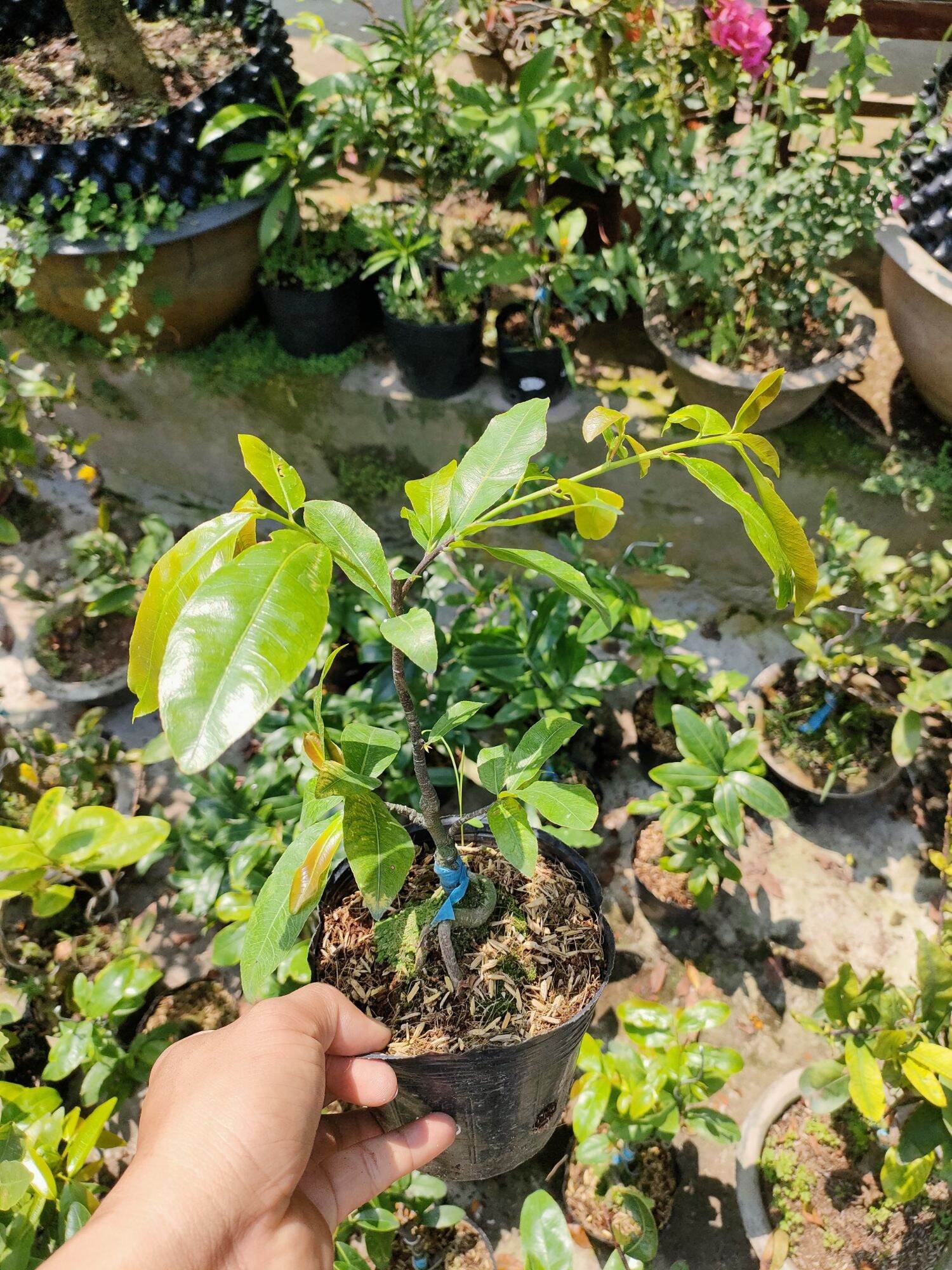 Cây giống mai cúc 150