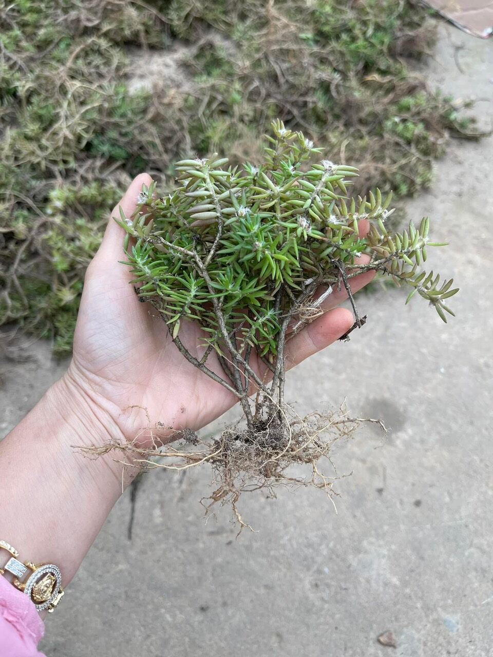 cây hoa mười giờ nam phi