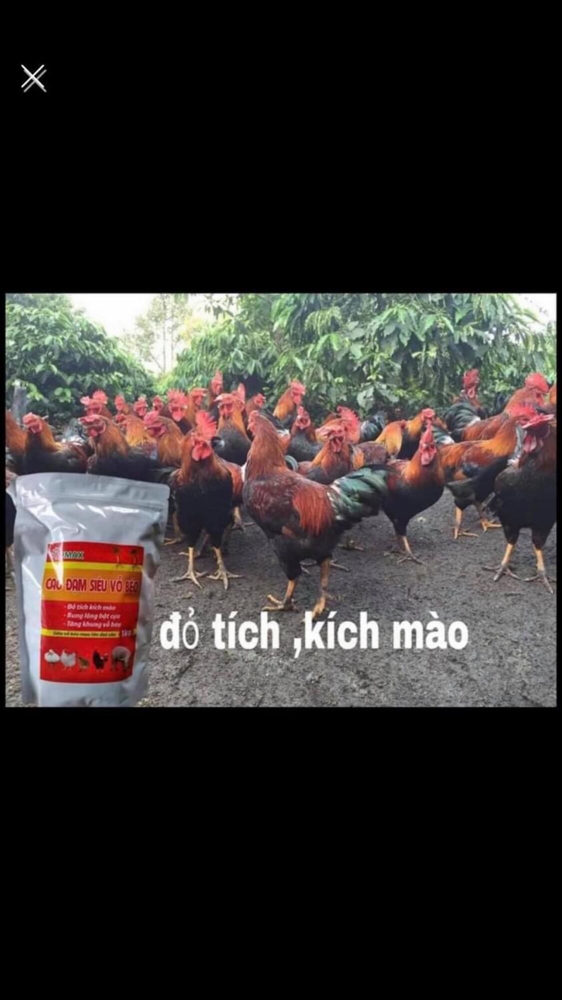 CAO ĐẠM SIÊU VỖ BÉO