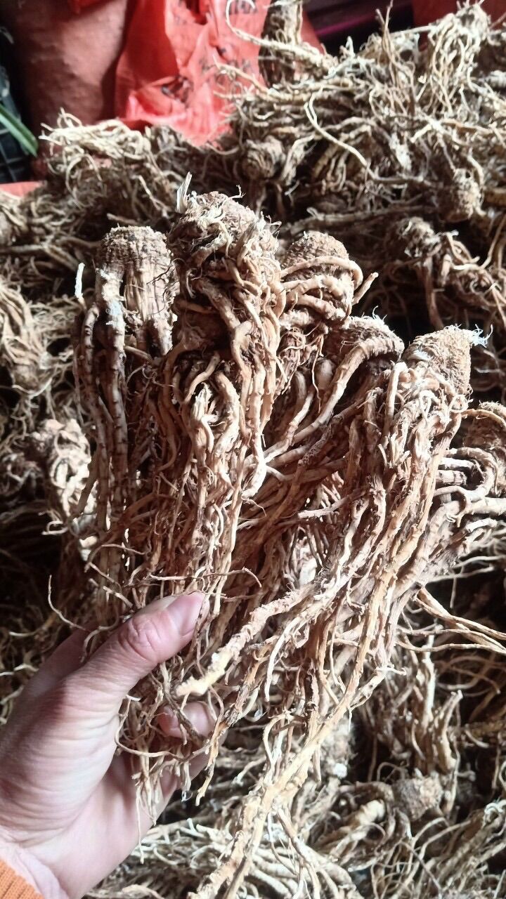 Sâm đương quy khô ( 200k/kg)