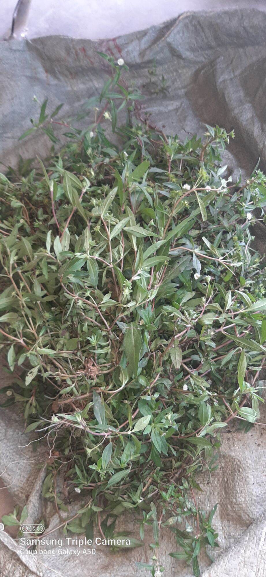 Cây cỏ mực tươi (2kg)
