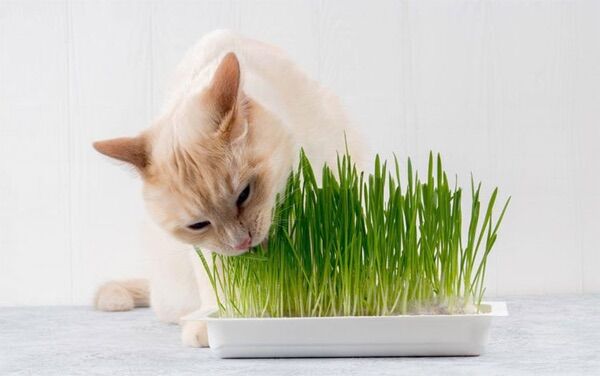 HẠT GIỐNG CỎ MÈO WHEAT