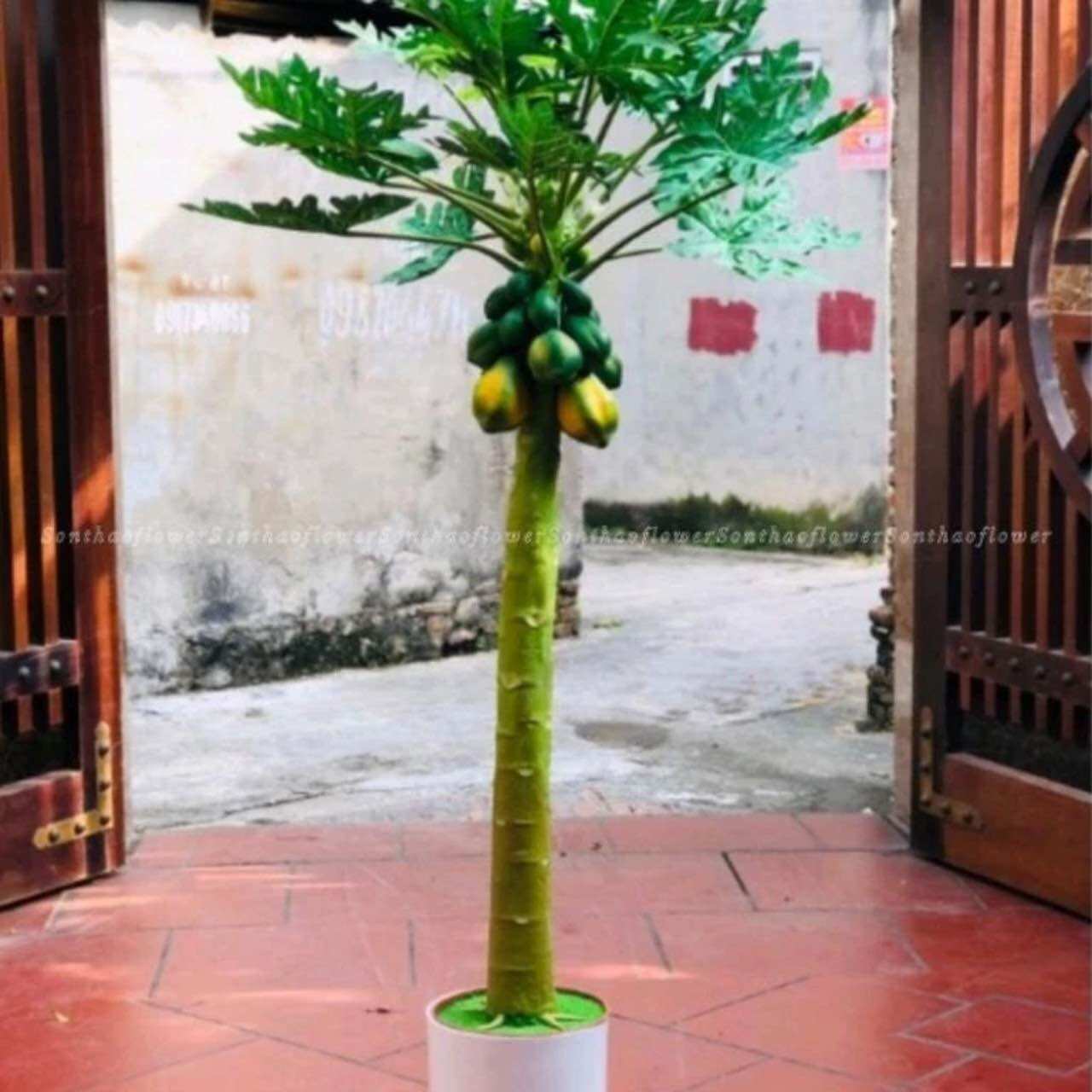 Cây đu đủ nhựa nhiều hoa quả trang trí nhà cửa sân vườn bền đẹp