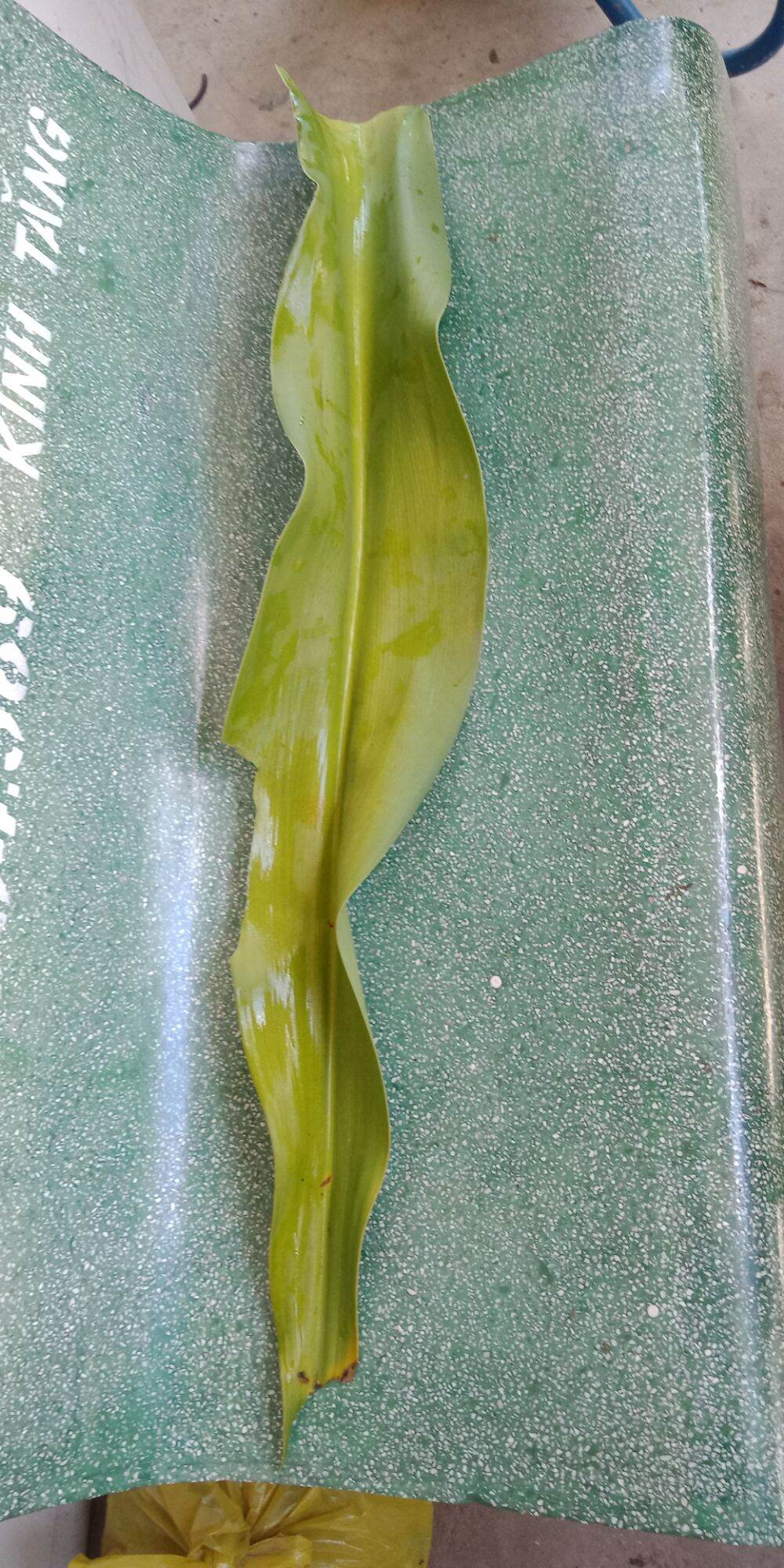 Lá cây náng hoa trắng tươi 1 kg