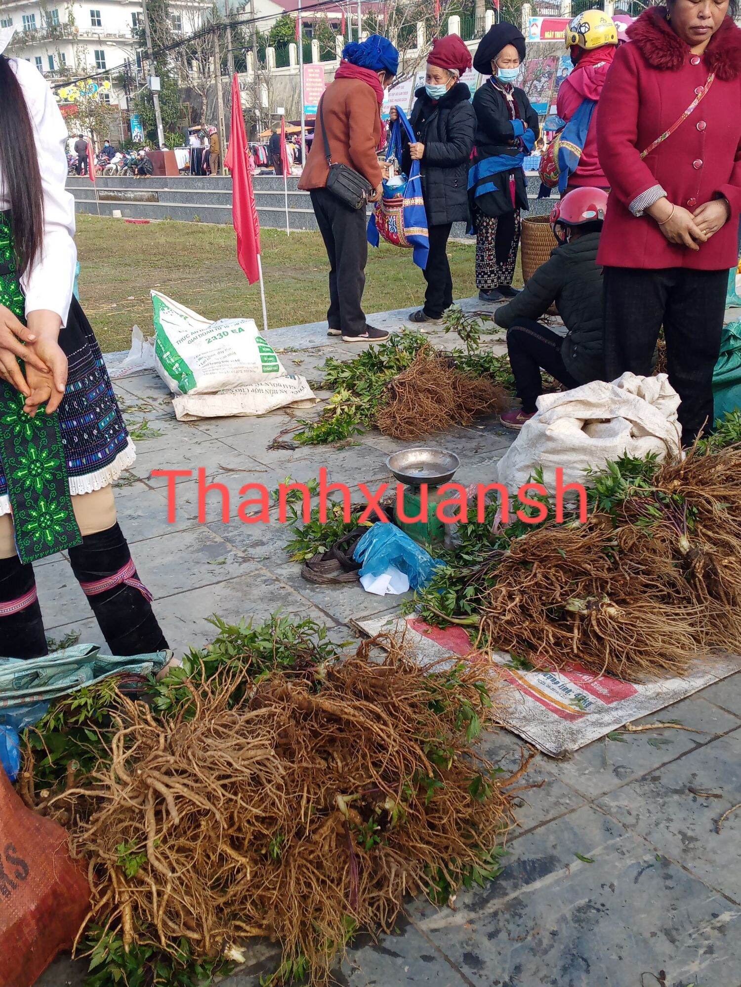 2kg Sâm đương quy  Sìn Hồ - Lai Châu