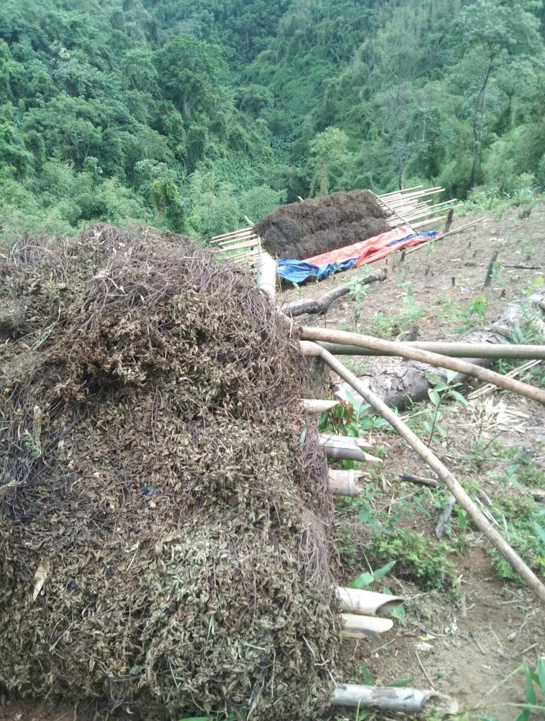 Cây Thạch Đen khô Nấu thạch đen (sương sáo) Thạch Nương