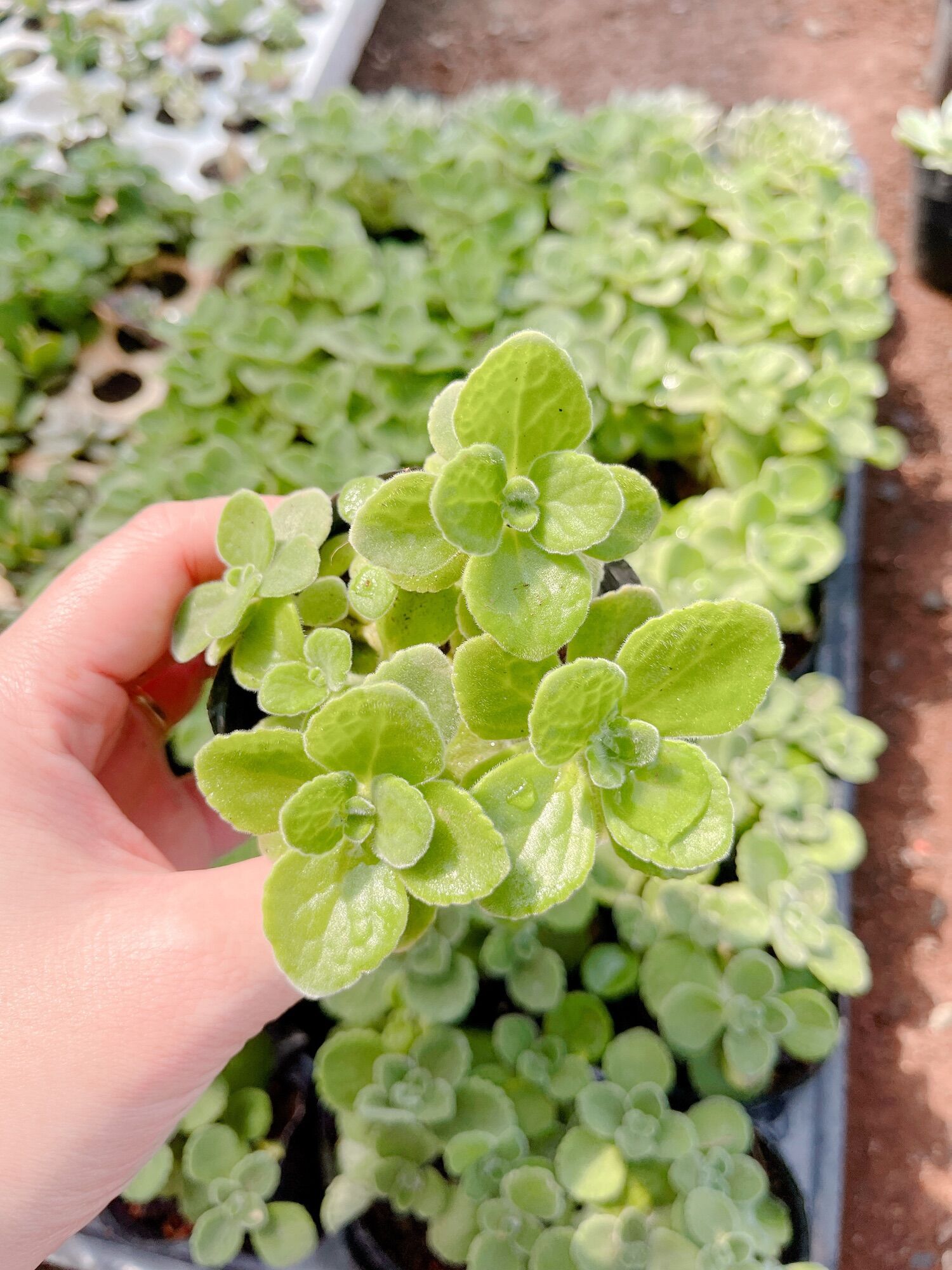 Sen thơm size bầu 5-7 cm xuất vườn đà Lạt
