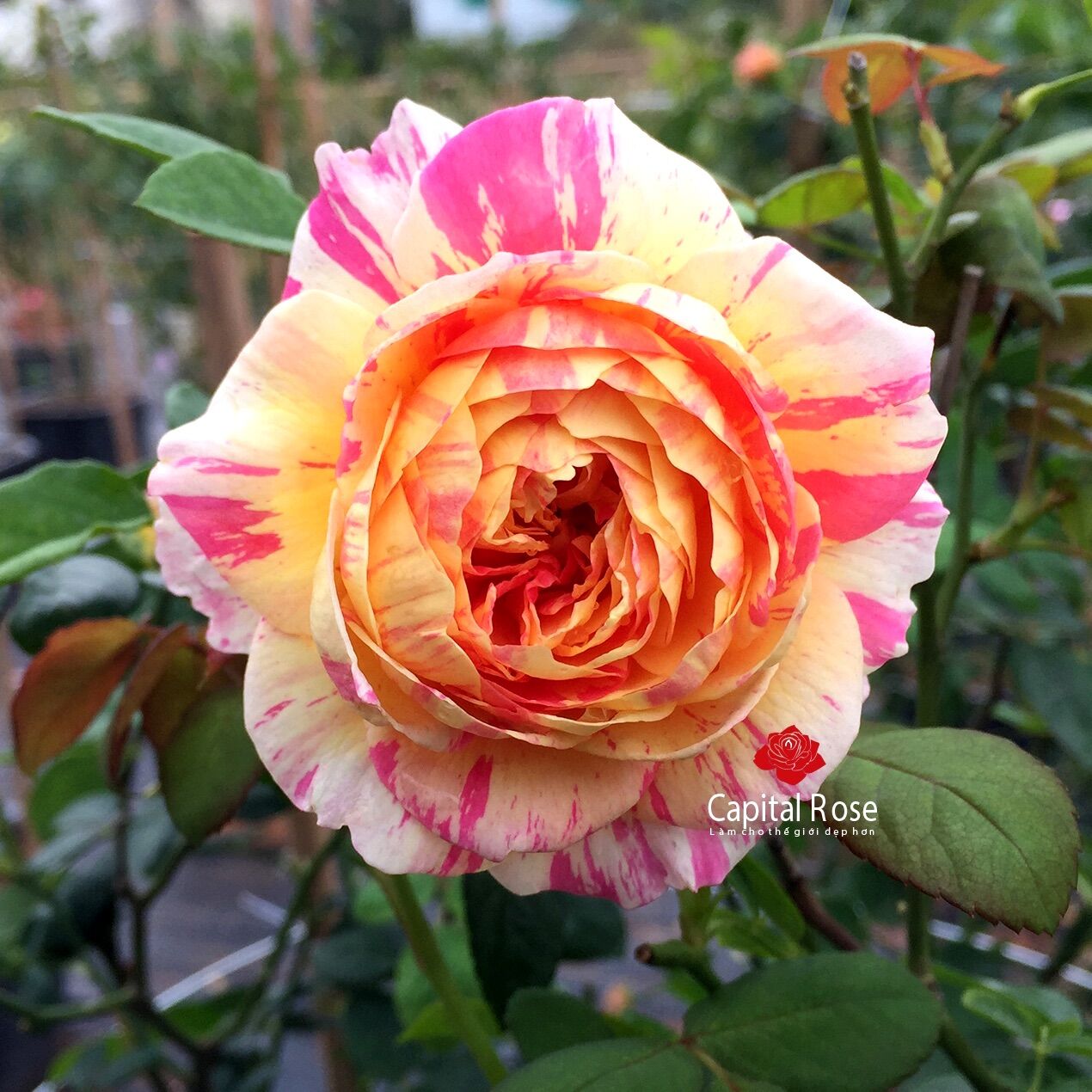 Hoa hồng claude Monet Rose - hồng bụi, màu sọc đẹp