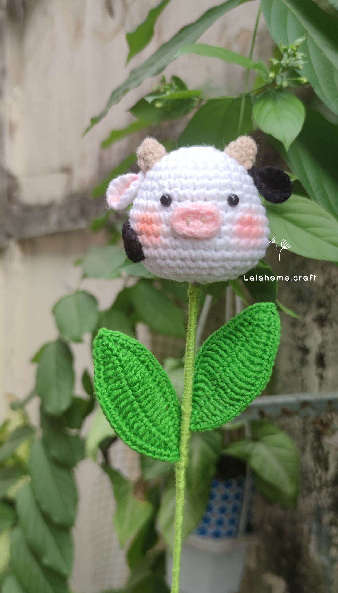 Hoa bò con có giấy gói