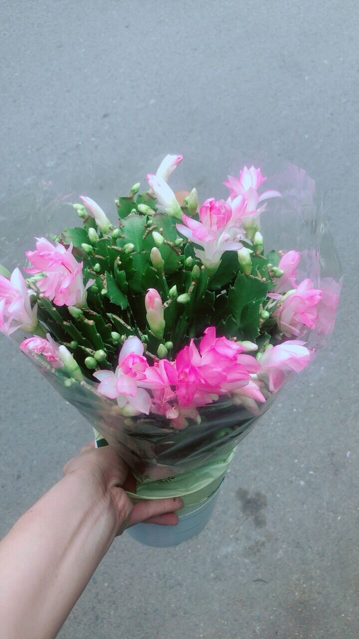 Hoa Càng Cua (Tiểu Quỳnh)
