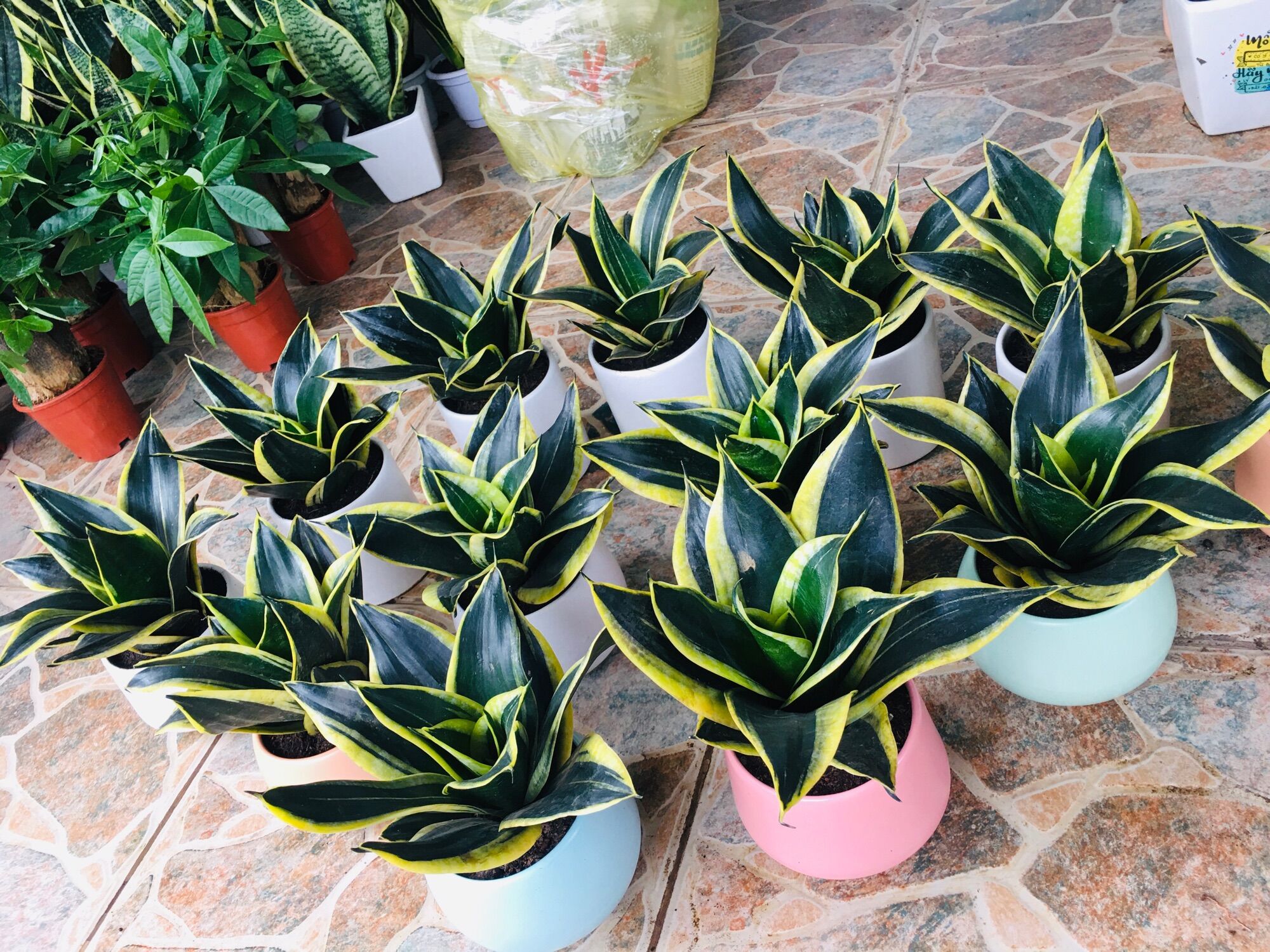 Cây lưỡi hổ Thái mini xanh size để bàn
